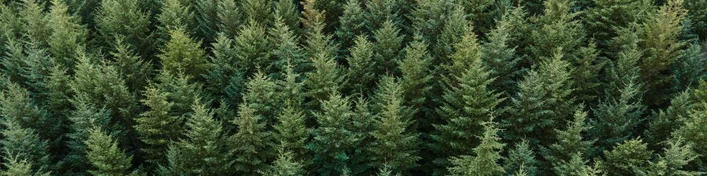 Dense Pine Trees in a Forest view from above