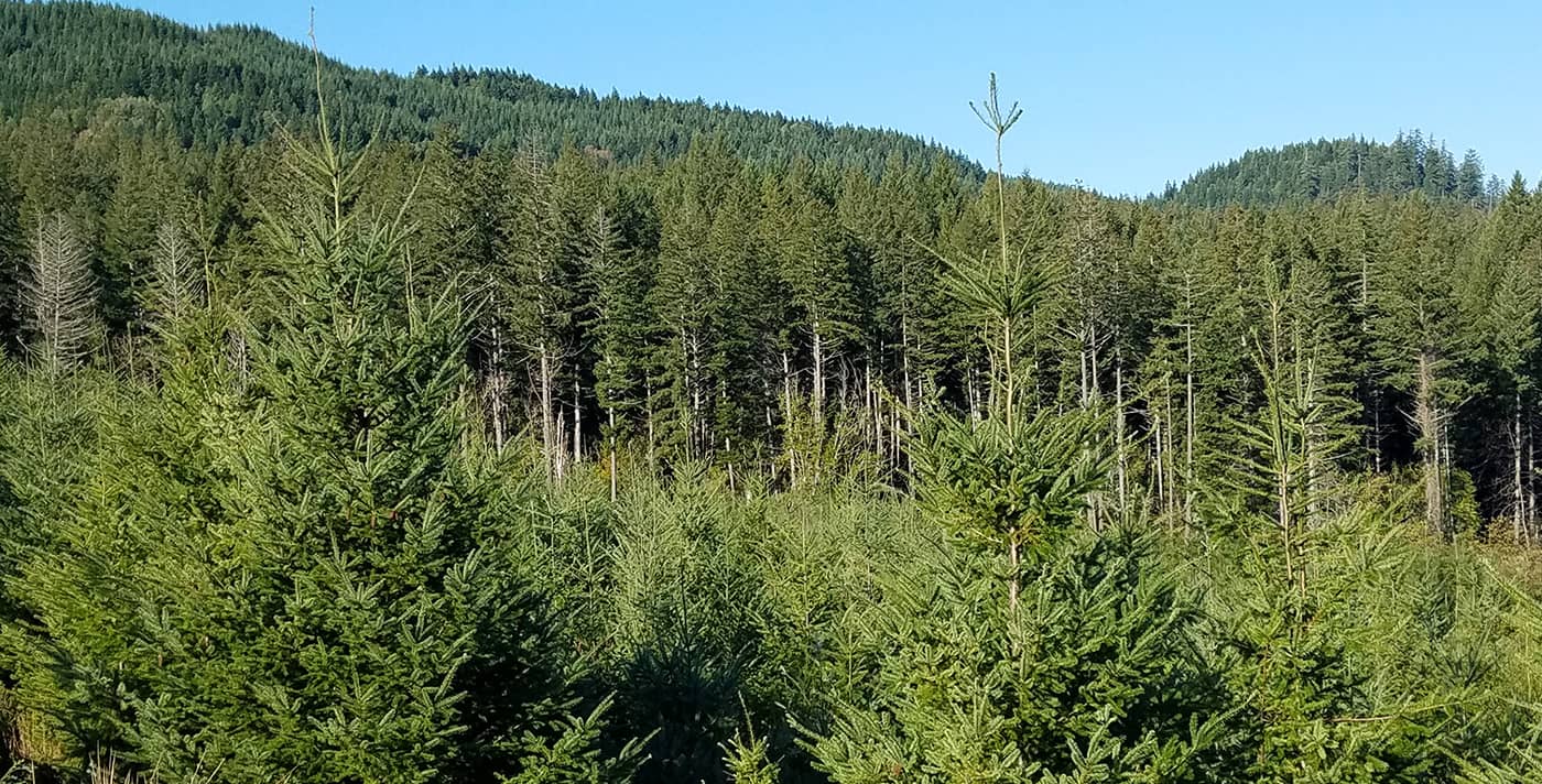 Dense Pine Trees in a Forest