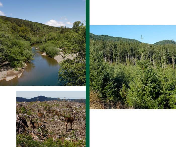 Images of the forest