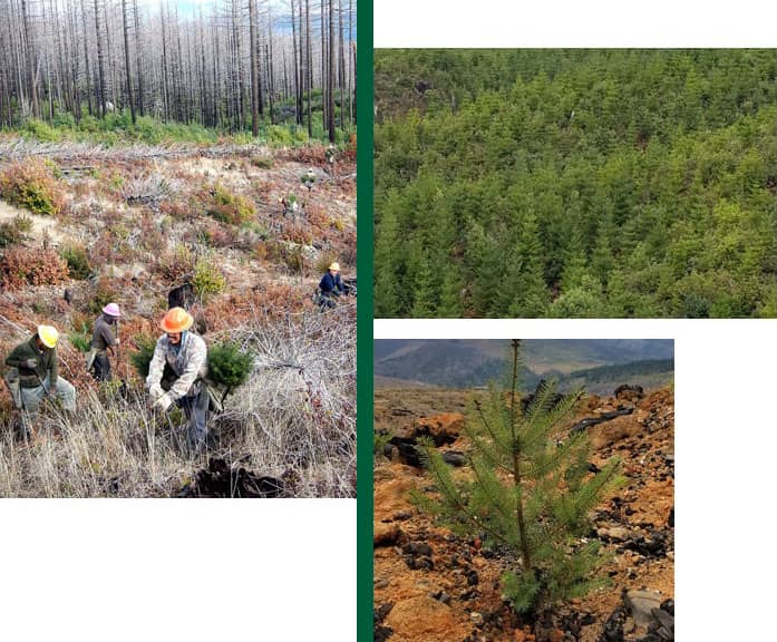 3 images of pine tree growth and planting new trees
