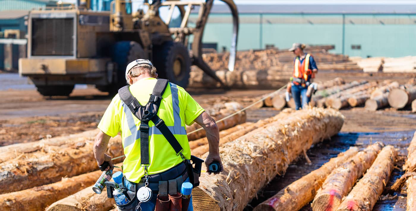 Workers inspecting logs at South Coast Lumber